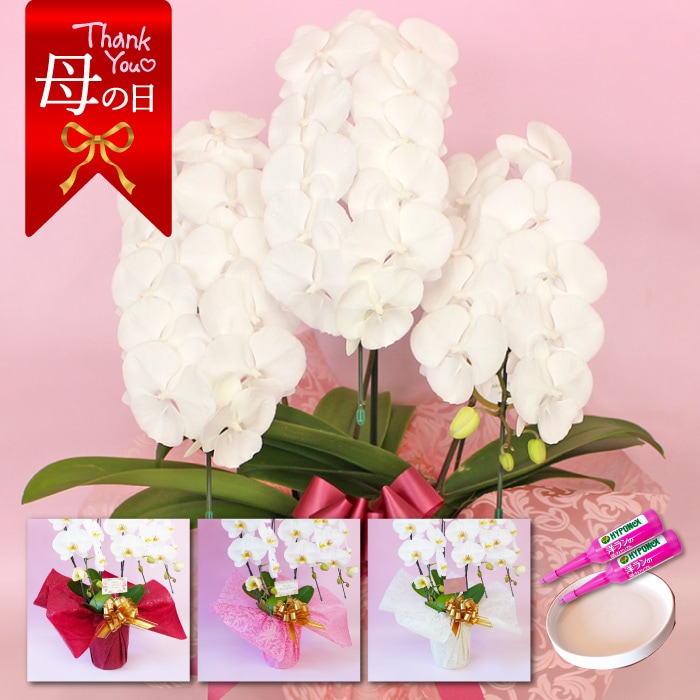 【母の日】中輪胡蝶蘭「マダムホワイト」3本立ち