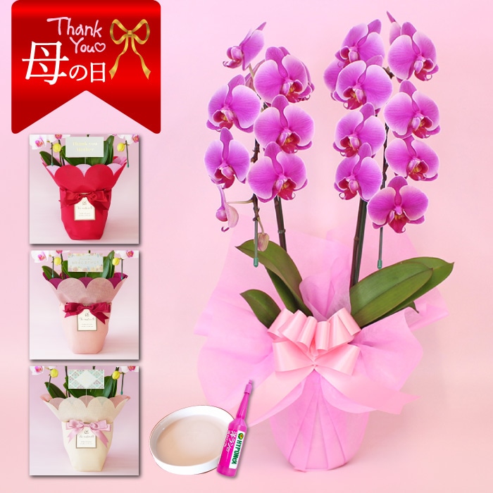 【母の日】中輪胡蝶蘭「ピンク品種おまかせ」２本立ち