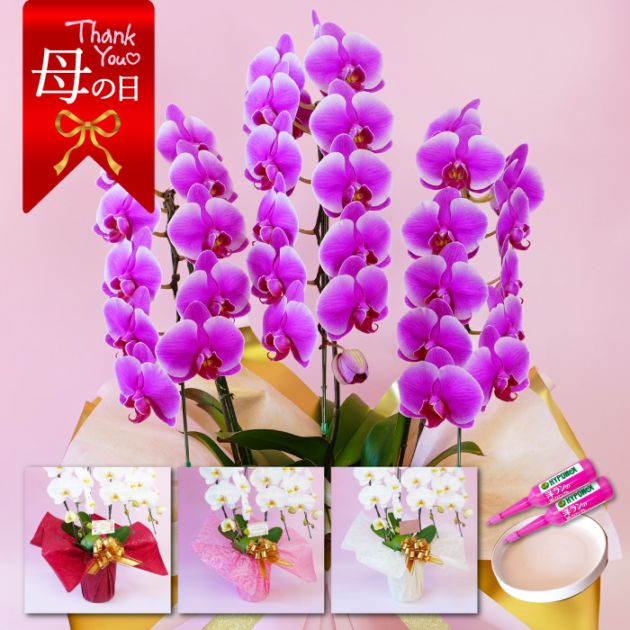 【母の日】中輪胡蝶蘭「ピンク品種おまかせ」3本立ち