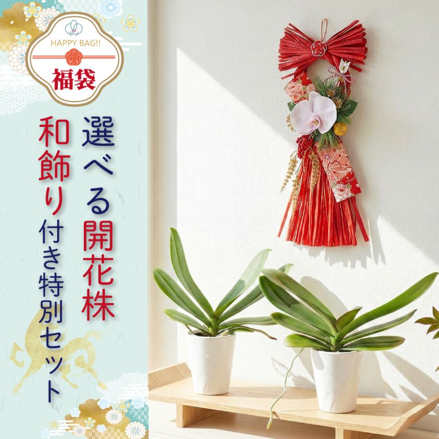 ★【福袋】選べる開花株２種・和飾り付き特別セット！