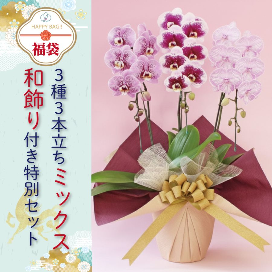 ★【福袋】３種３本立ちスペシャルMIX・和飾り付き特別セット！