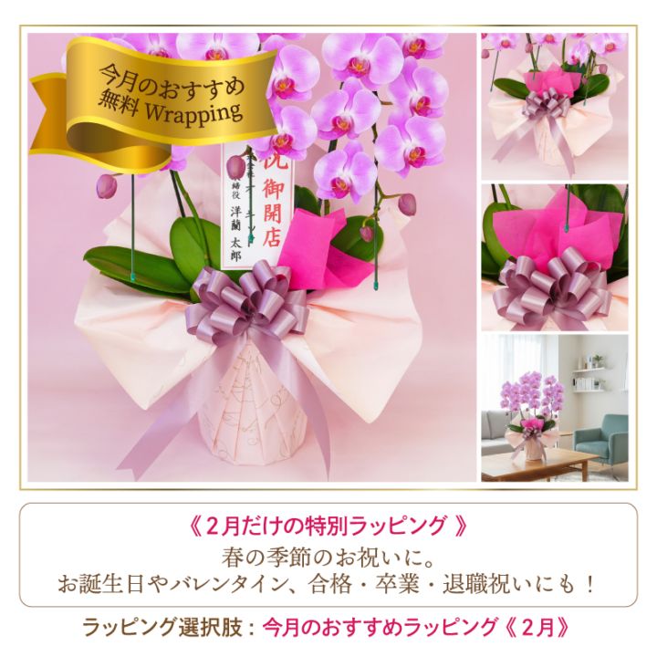 ミディ胡蝶蘭「桜姫」7本立ち | 中輪胡蝶蘭 | ふじみ野ラン園 本店