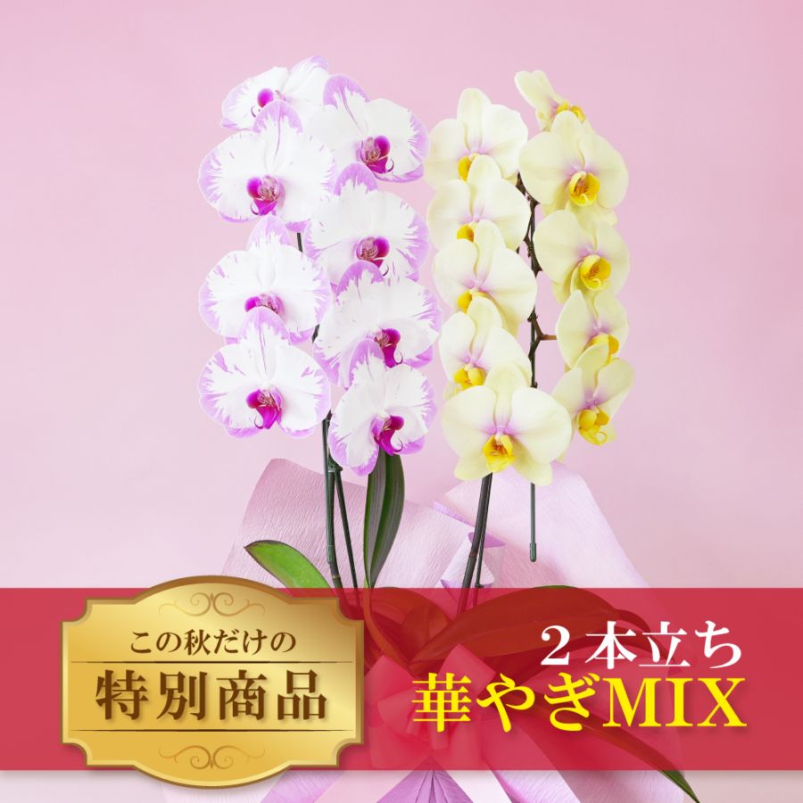 秋の特別仕立て-華やぎMIX 2本立ち- 【秋の特別商品】