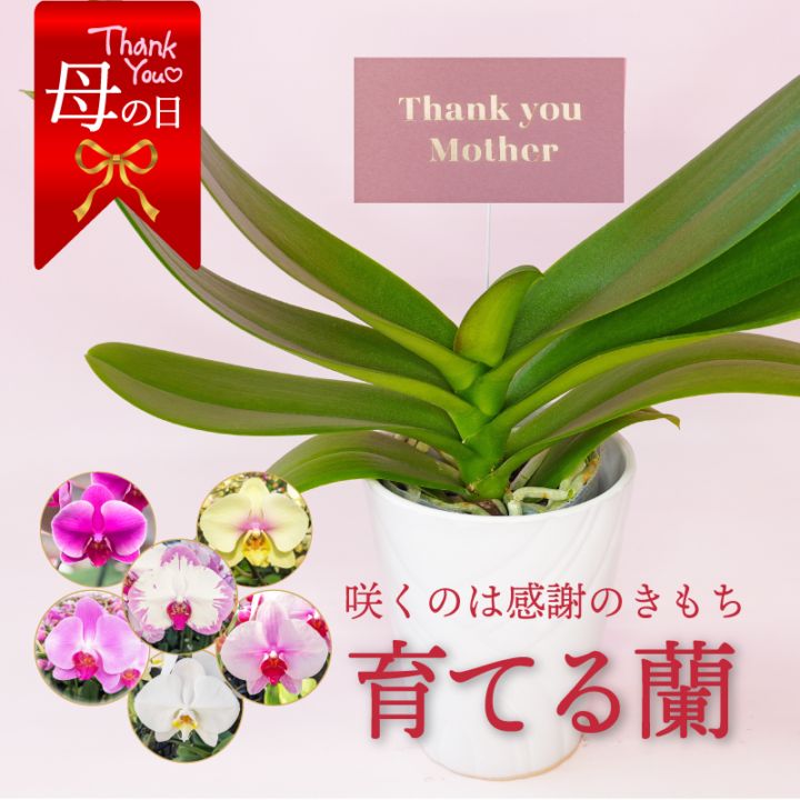 【母の日】育てる胡蝶蘭 選べる６種