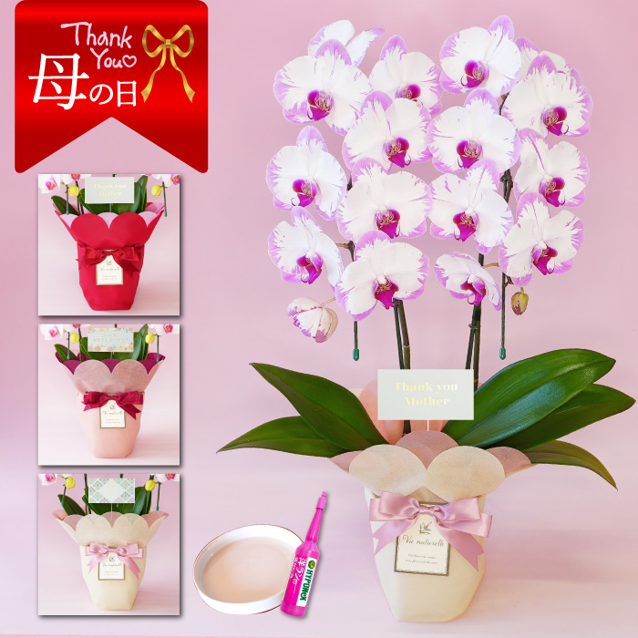 【母の日】中輪胡蝶蘭「スイーティー」２本立ち