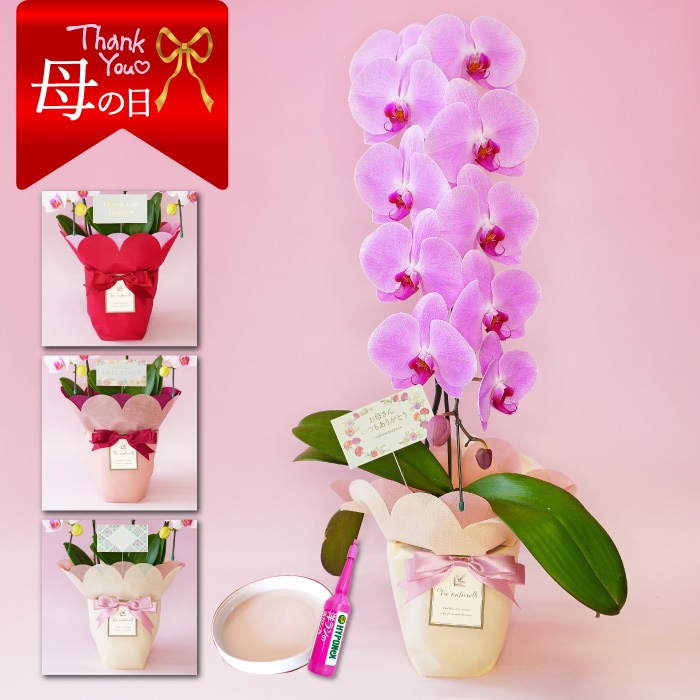 【母の日】大輪胡蝶蘭「ピンク」１本立ち