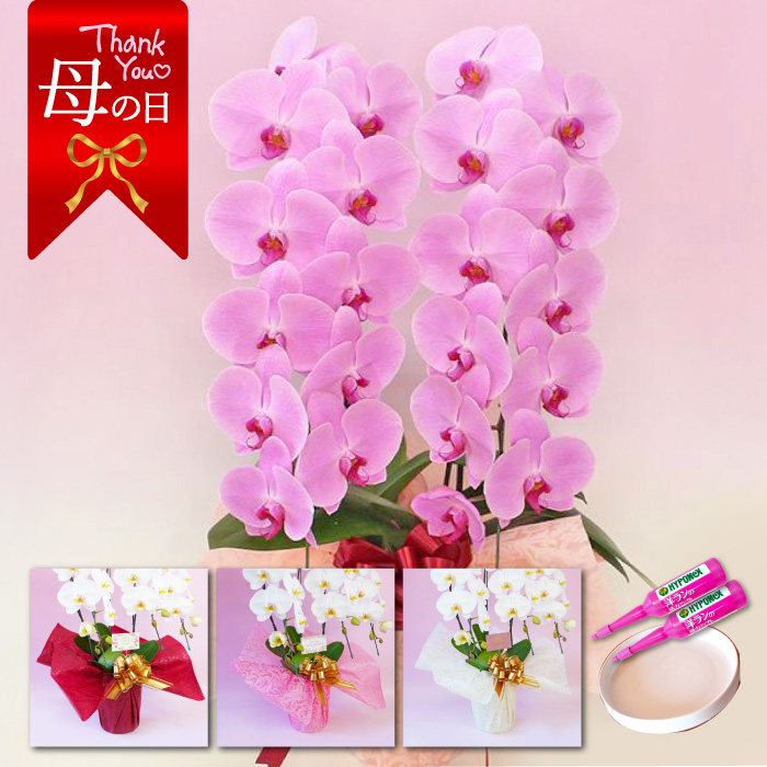 【母の日】大輪胡蝶蘭「ピンク」２本立ち