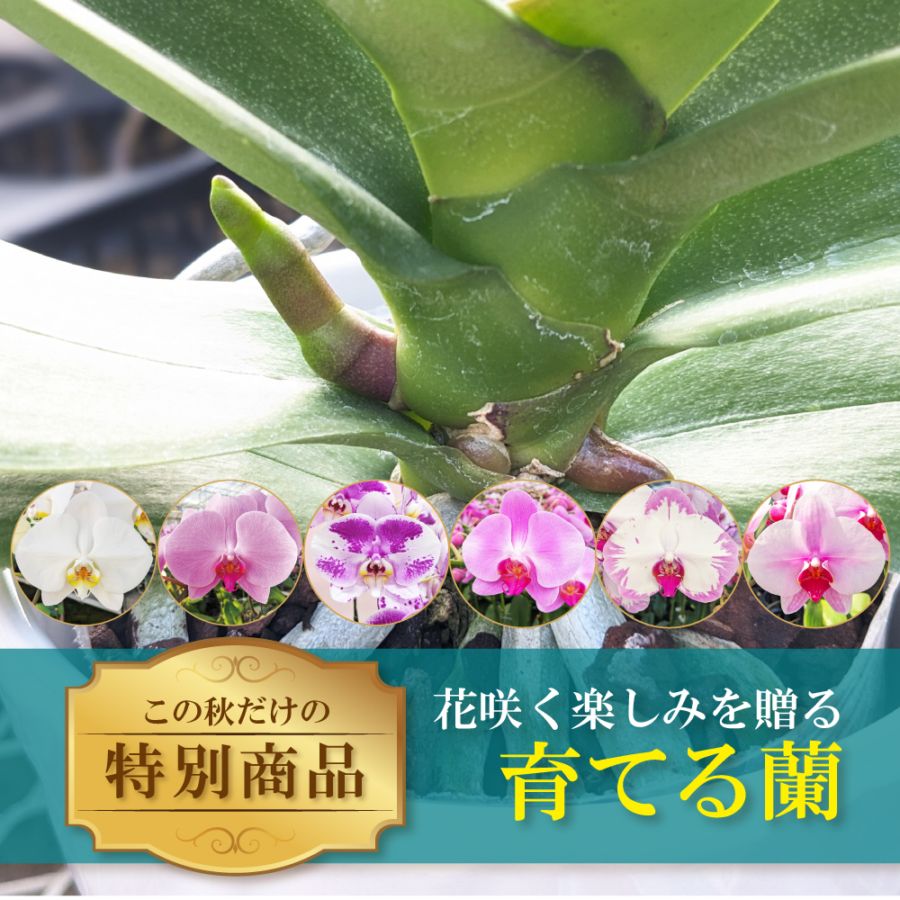 花咲く楽しみを贈る-育てる蘭-【秋の特別商品】