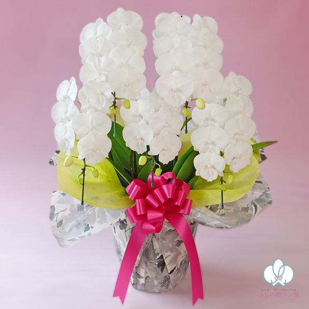 中輪胡蝶蘭「マダムホワイト」5本立ち