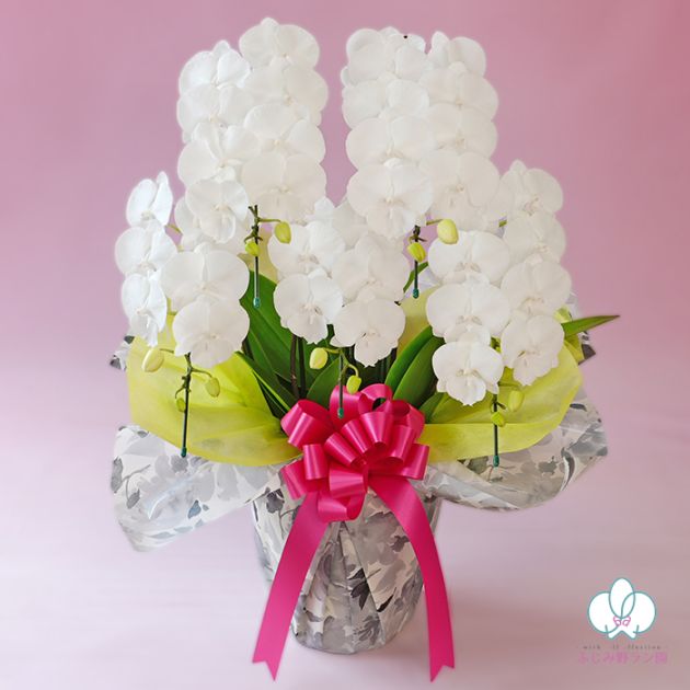 中輪胡蝶蘭「マダムホワイト」5本立ち