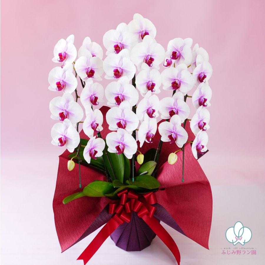 大輪胡蝶蘭 白赤 「マウントリップ」 3本立ち