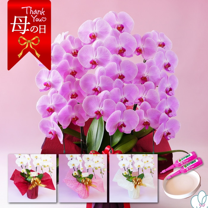 【母の日】大輪胡蝶蘭「ピンク」3本立ち　27輪以上
