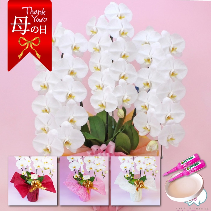 【母の日】大輪胡蝶蘭「白」3本立ち　33輪以上