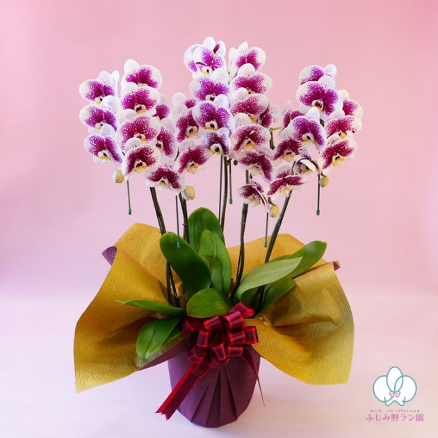 大輪胡蝶蘭「雅-MIYABI-」5本立ち