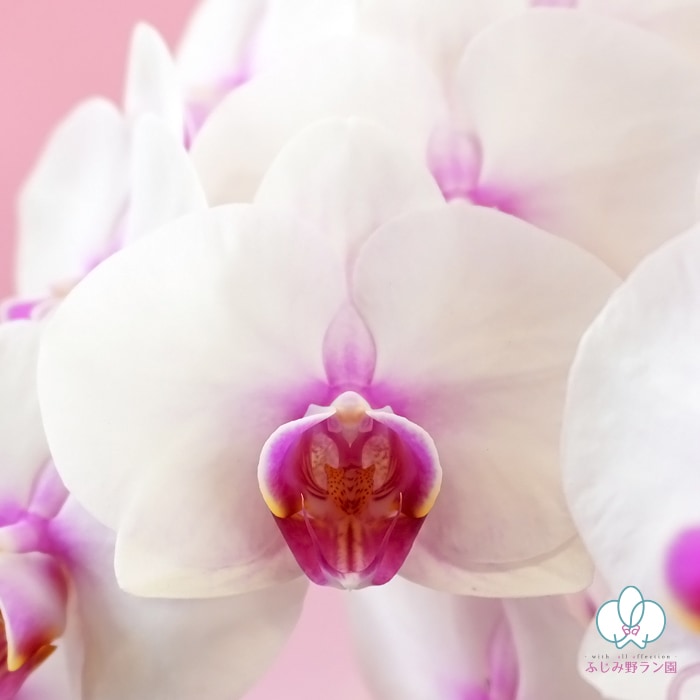 ミディ胡蝶蘭「さくら娘」7本立ち