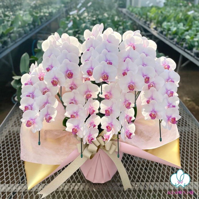 ミディ胡蝶蘭「さくら娘」7本立ち