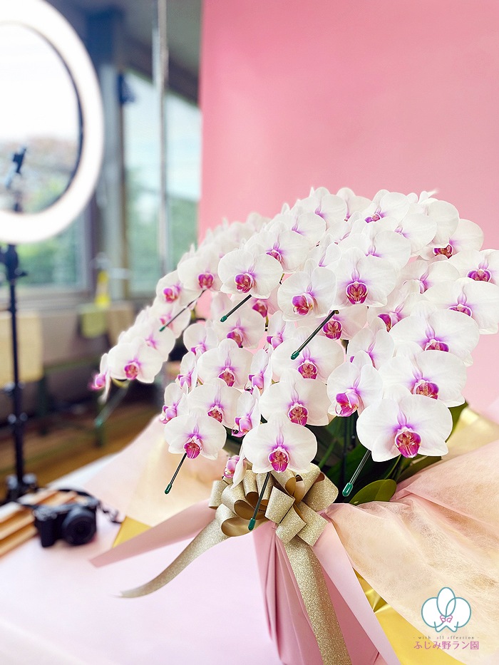 ミディ胡蝶蘭「さくら娘」7本立ち