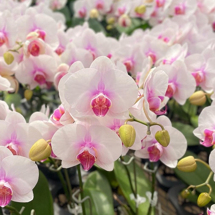 ミディ胡蝶蘭「さくら娘」7本立ち