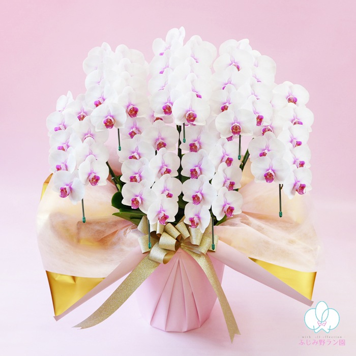 ミディ胡蝶蘭「さくら娘」7本立ち