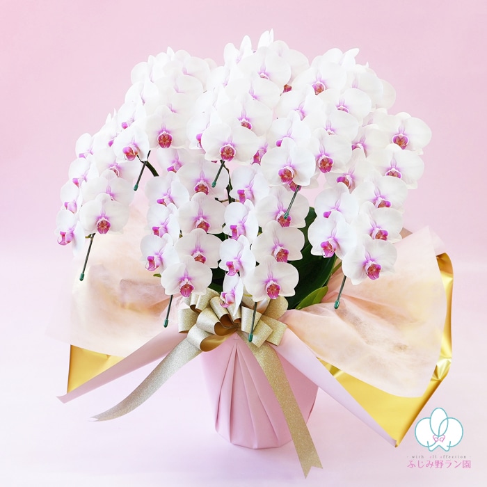 ミディ胡蝶蘭「さくら娘」7本立ち