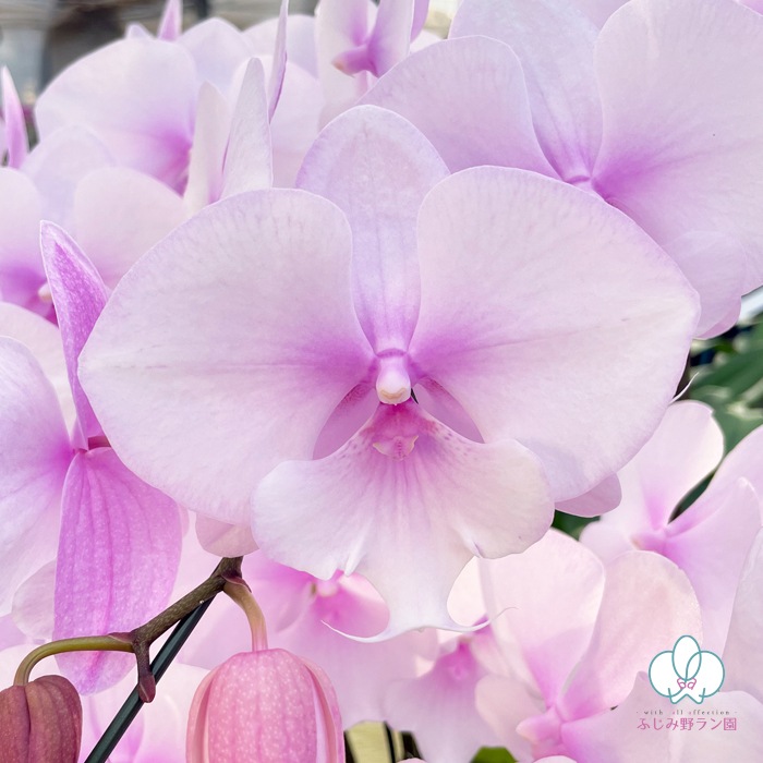 中大輪胡蝶蘭「スプリングフェアリー」7本立ち