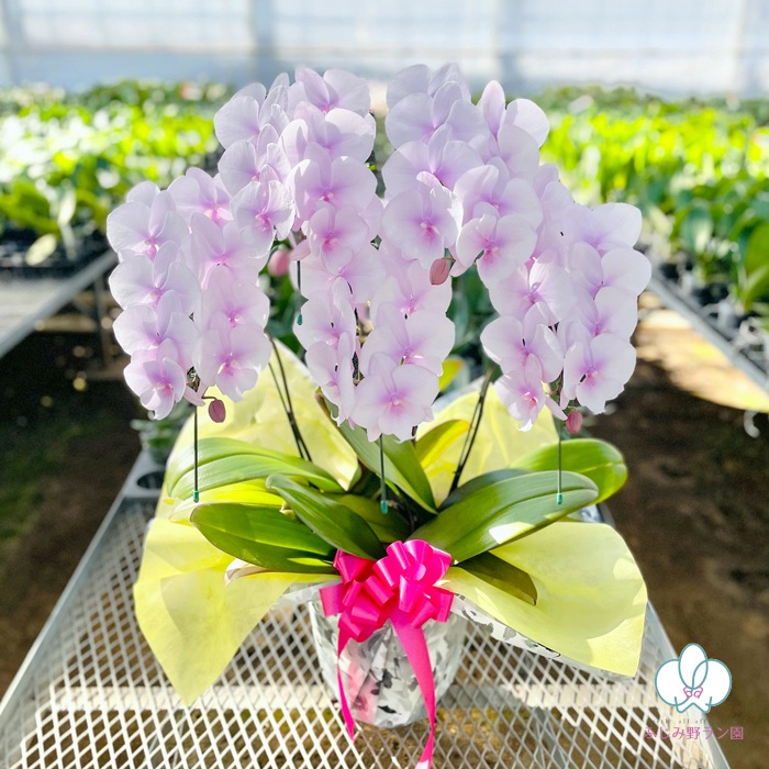 中大輪胡蝶蘭「スプリングフェアリー」5本立ち
