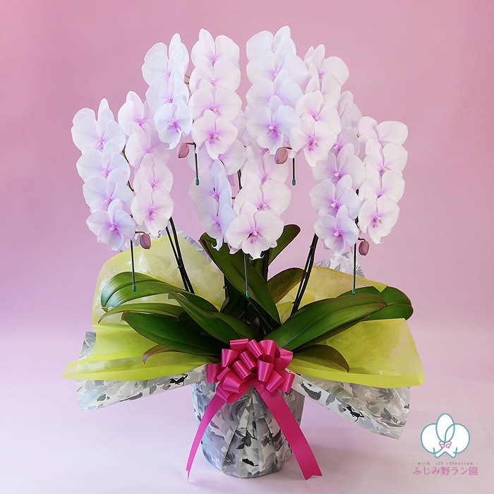 中大輪胡蝶蘭「スプリングフェアリー」5本立ち