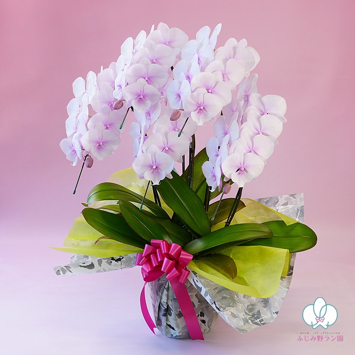 中大輪胡蝶蘭「スプリングフェアリー」5本立ち