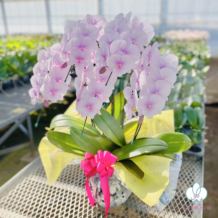中大輪胡蝶蘭「スプリングフェアリー」5本立ち