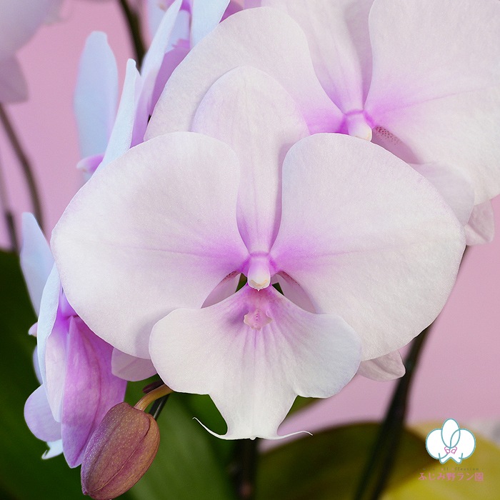 中大輪胡蝶蘭「スプリングフェアリー」5本立ち