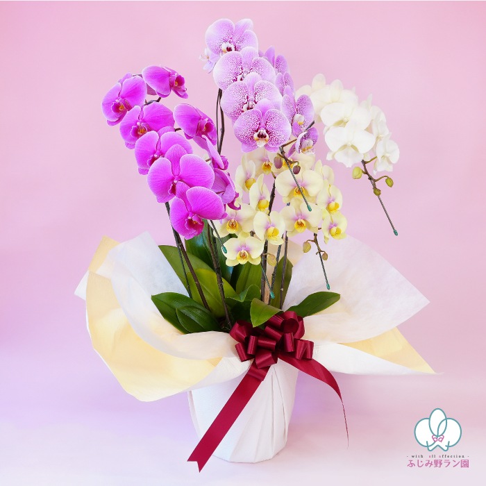 ★【福袋】４種５本立ちスペシャルMIX・和飾り付き特別セット！