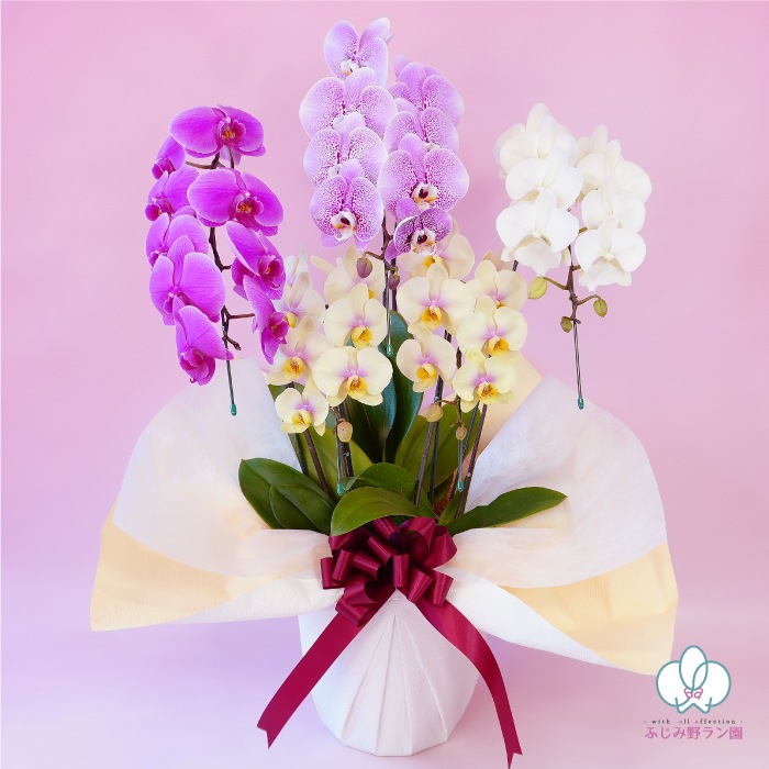 ★【福袋】４種５本立ちスペシャルMIX・和飾り付き特別セット！