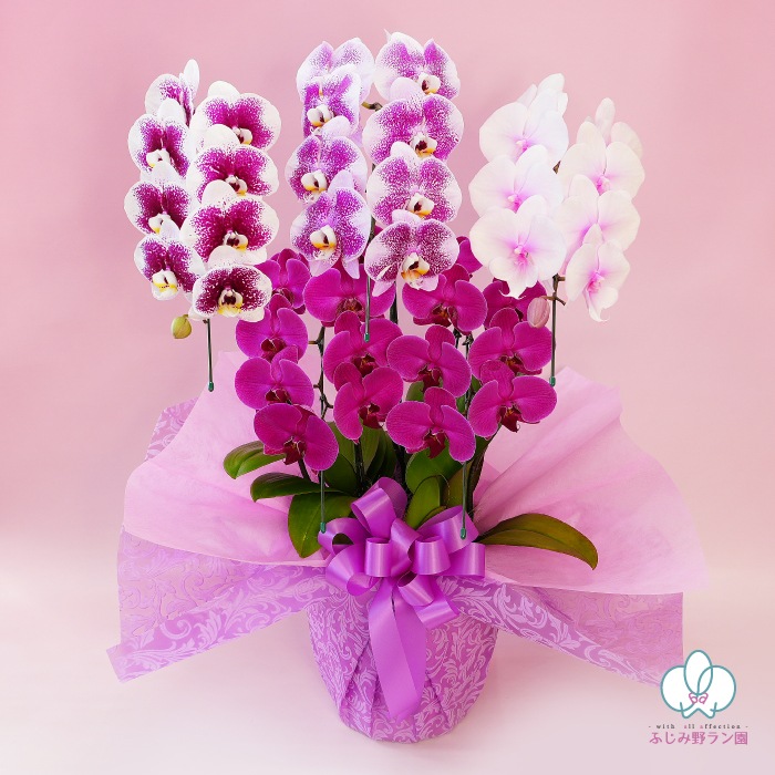 ★【福袋】４種５本立ちスペシャルMIX・和飾り付き特別セット！