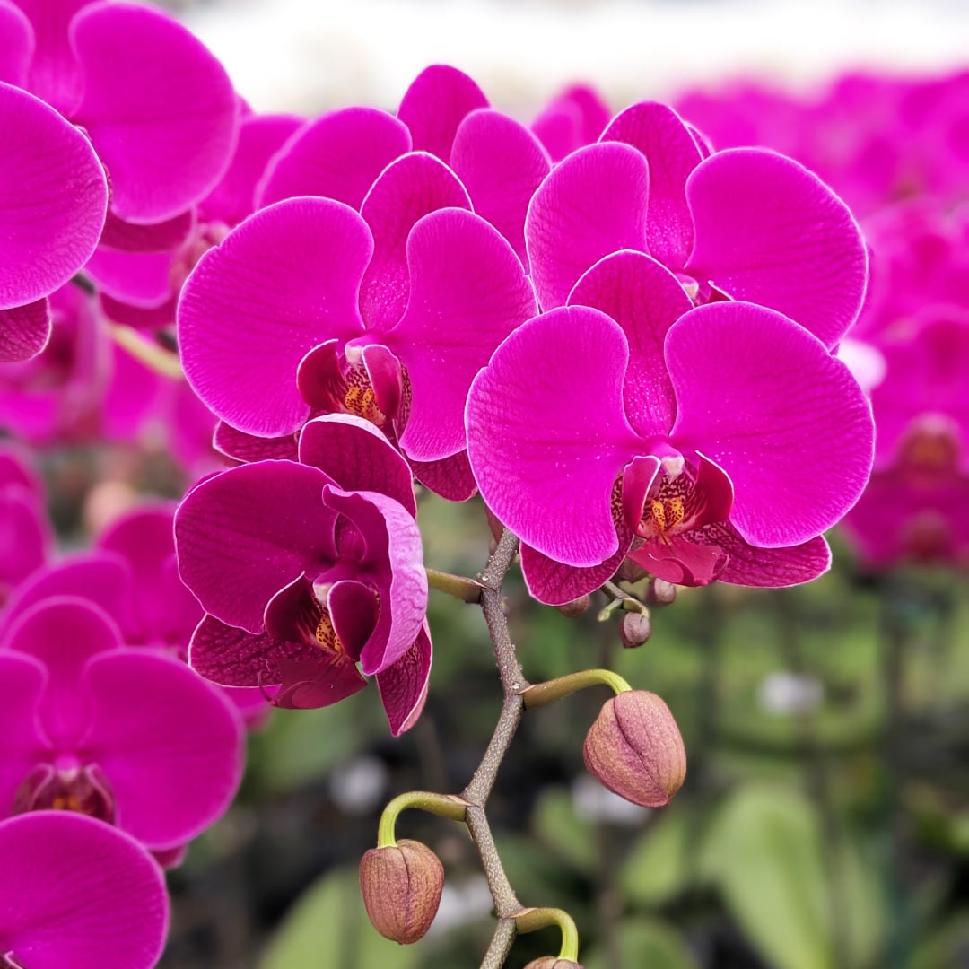 中大輪胡蝶蘭「恋姫」5本立ち