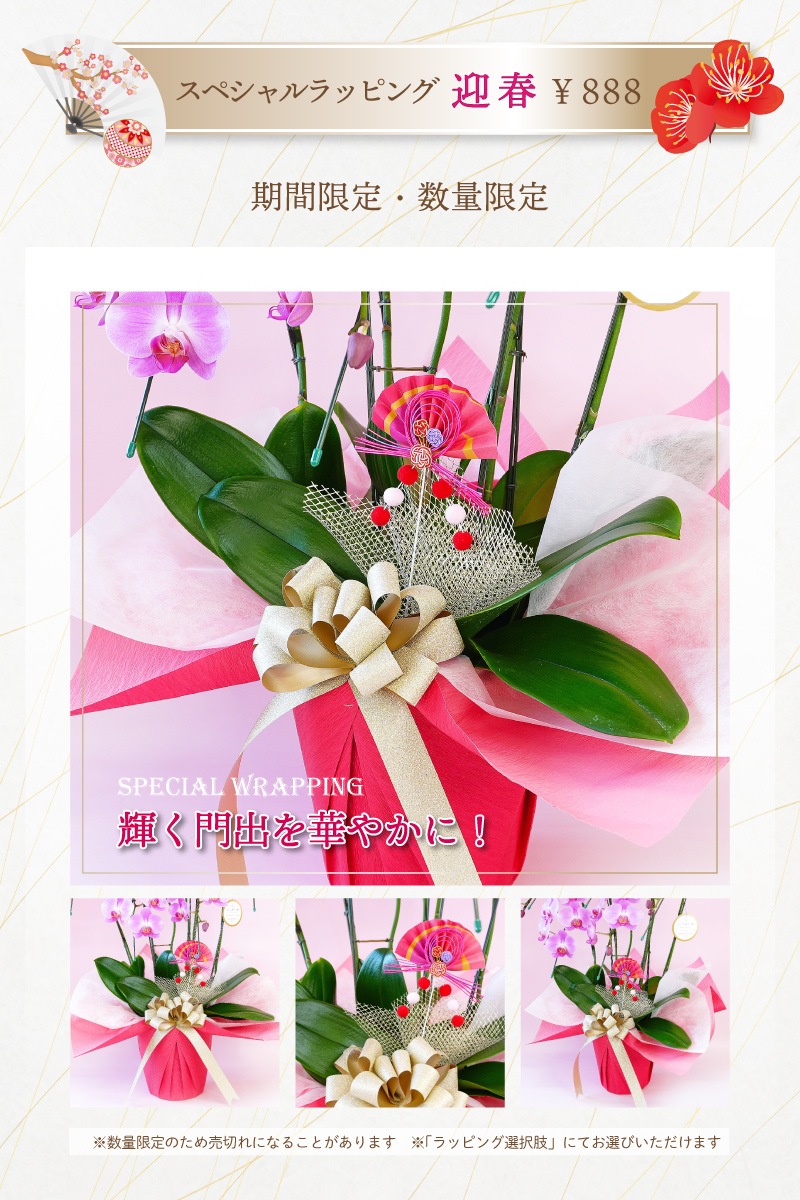 中大輪胡蝶蘭「恋姫」5本立ち