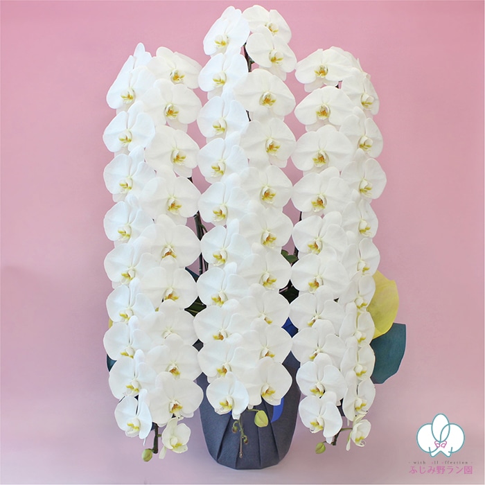大輪胡蝶蘭「白」国内最高クラス 3本立ち 60輪クラス