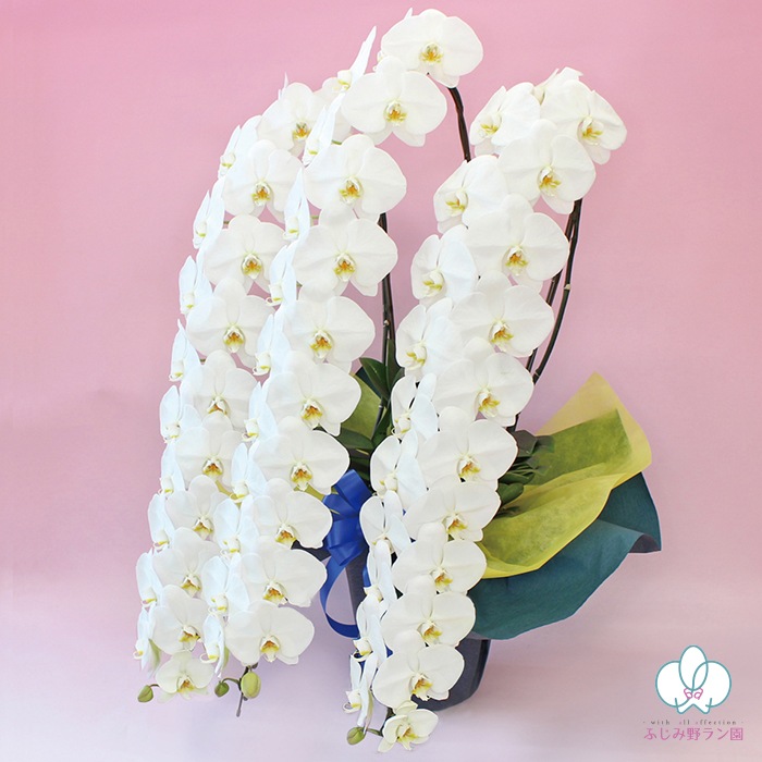 大輪胡蝶蘭「白」国内最高クラス 3本立ち 60輪クラス