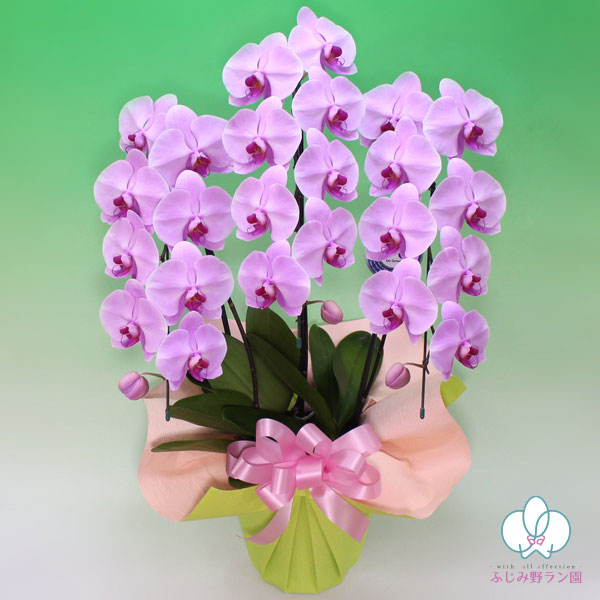 中大輪胡蝶蘭「ピンク」バリュークラス　3本立ち　24輪以上