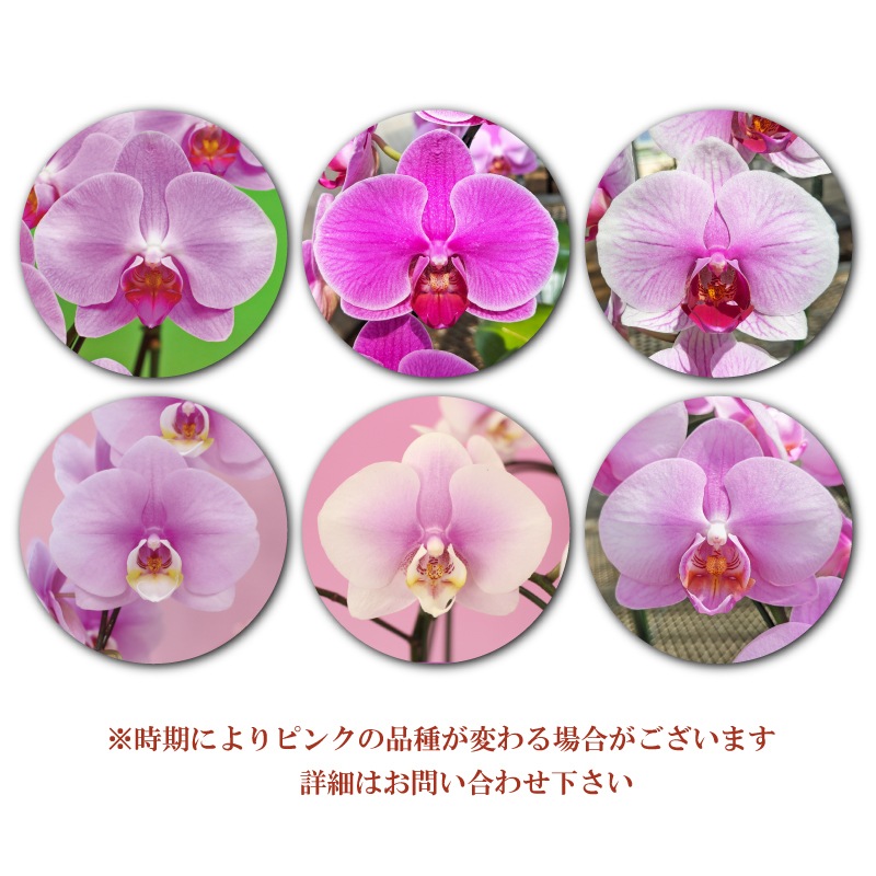 中大輪胡蝶蘭「ピンク」バリュークラス　3本立ち　24輪以上