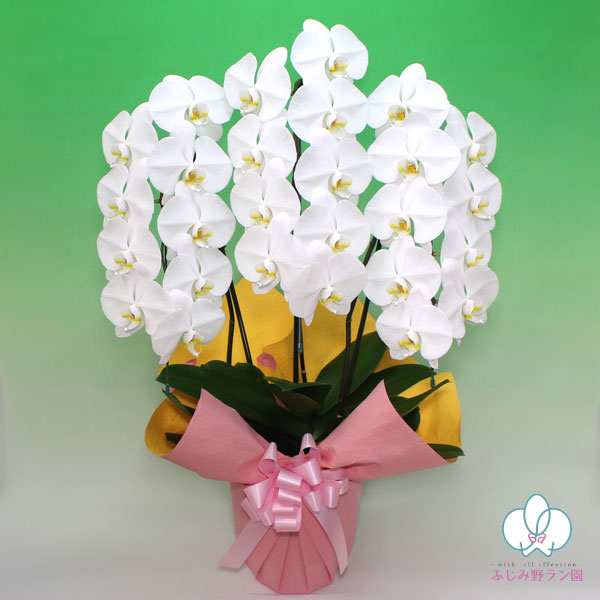 大輪胡蝶蘭「白」バリュークラス 3本立ち 24輪以上