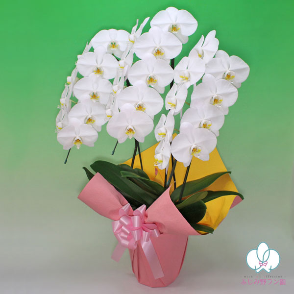 大輪胡蝶蘭「白」バリュークラス 3本立ち 24輪以上