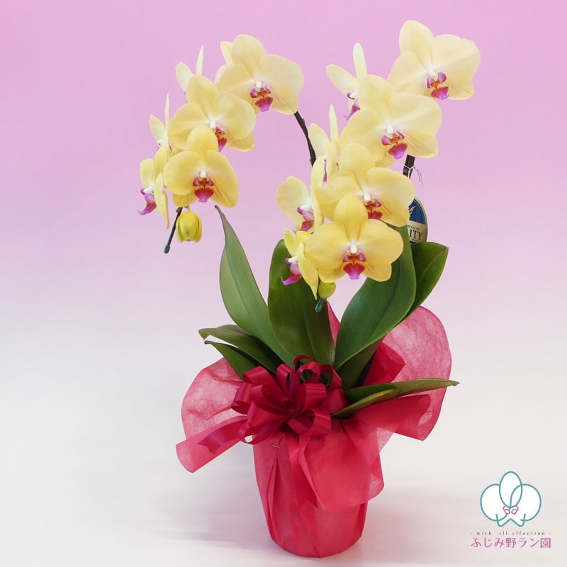 中輪胡蝶蘭「イエロー」品種おまかせ 2本立ち