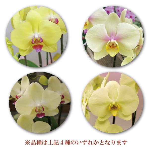 中輪胡蝶蘭「イエロー」品種おまかせ 2本立ち