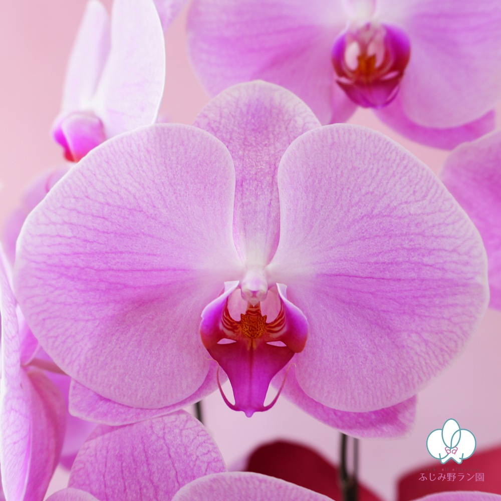 大輪胡蝶蘭「ピンク」スタンダードクラス　3本立ち　27輪以上（現在つぼみ多め）