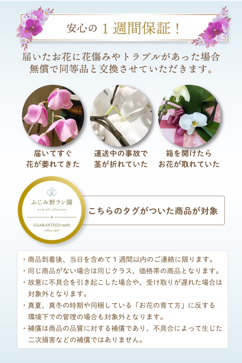 大輪胡蝶蘭「赤リップ」スタンダードクラス　３本立ち　27輪以上（現在つぼみ多め）