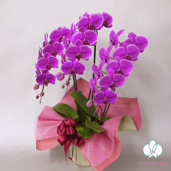 大輪胡蝶蘭「ワイン」スタンダードクラス 3本立ち 27輪以上