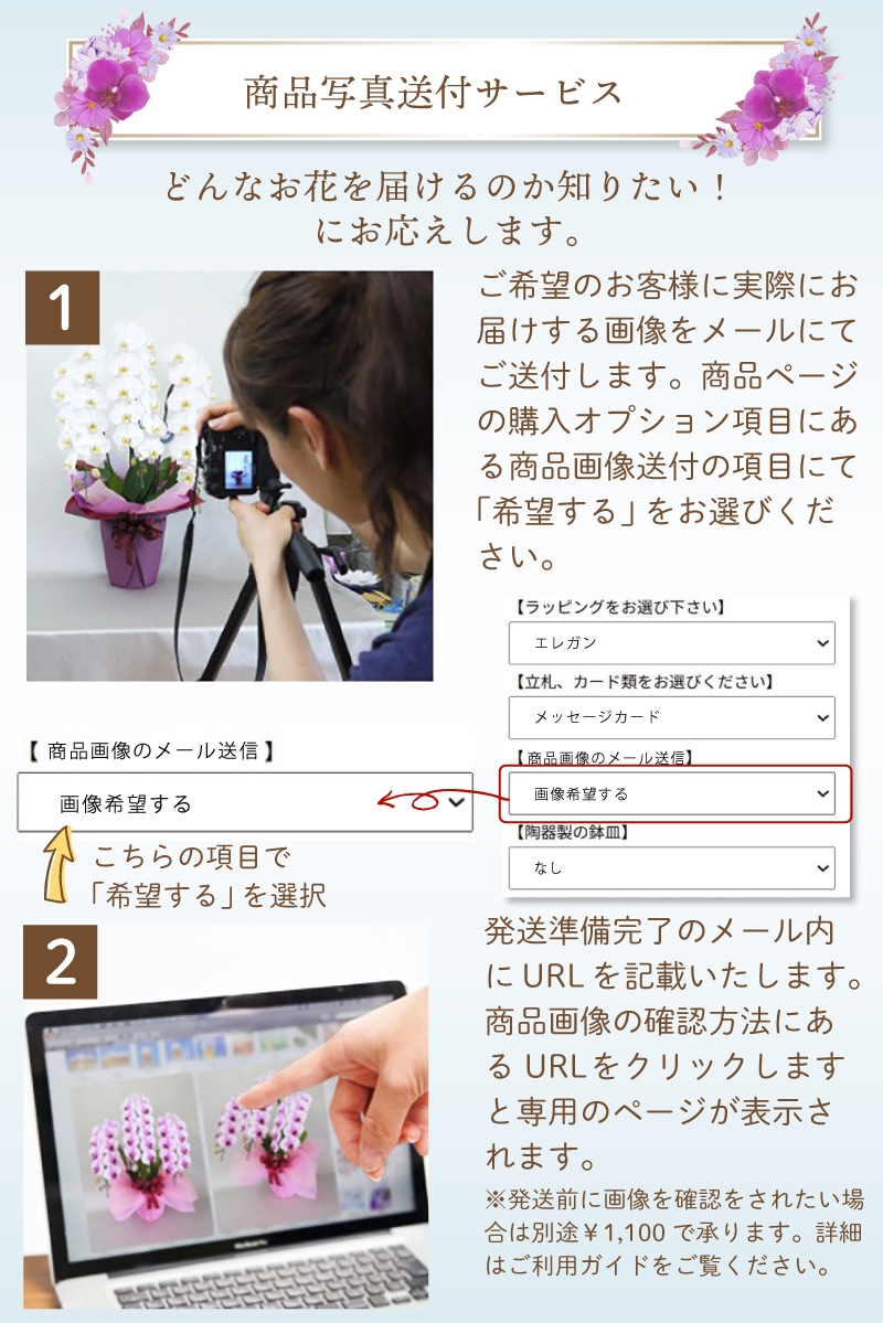 大輪胡蝶蘭 白赤 「マダムルージュ」 3本立ち