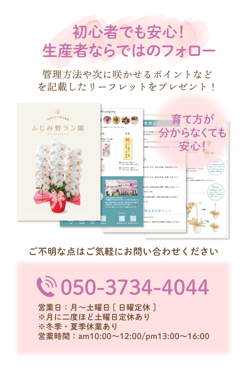 大輪胡蝶蘭 白赤 「マダムルージュ」 3本立ち