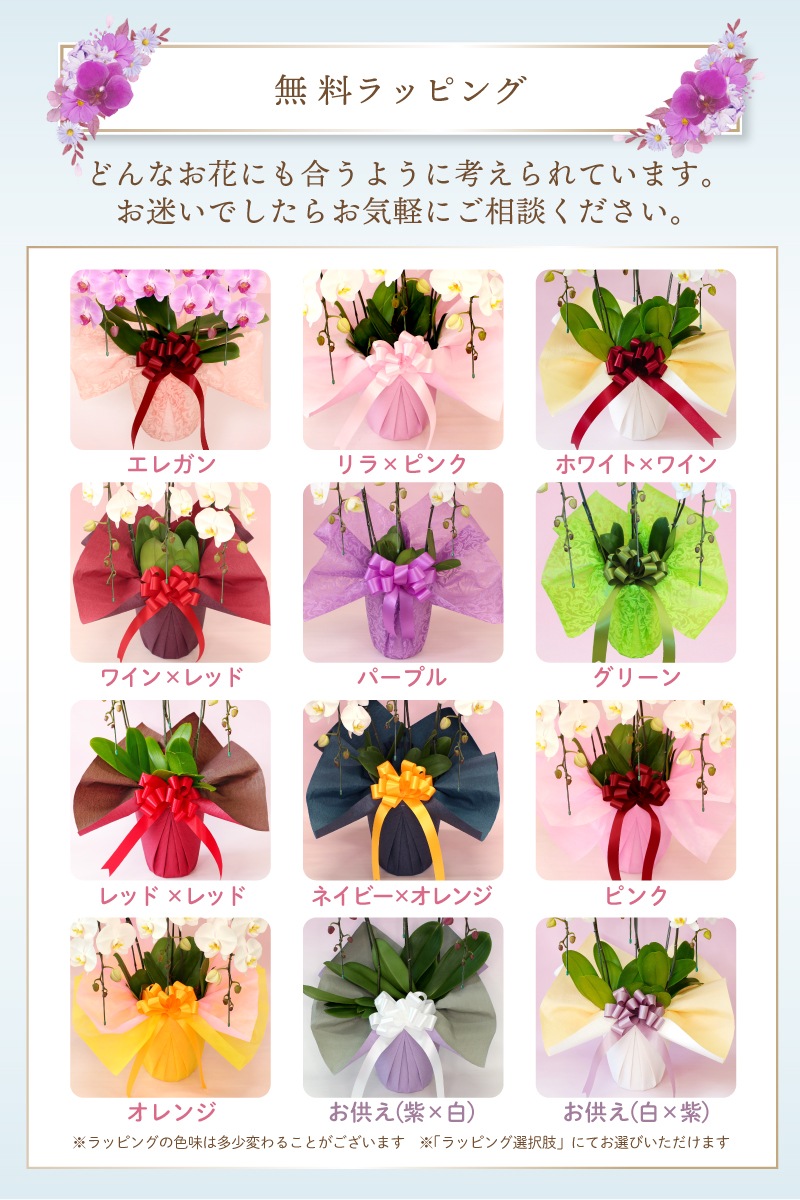 中輪胡蝶蘭「桜姫」デラックスタイプ 3本立ち(現在つぼみ多め)