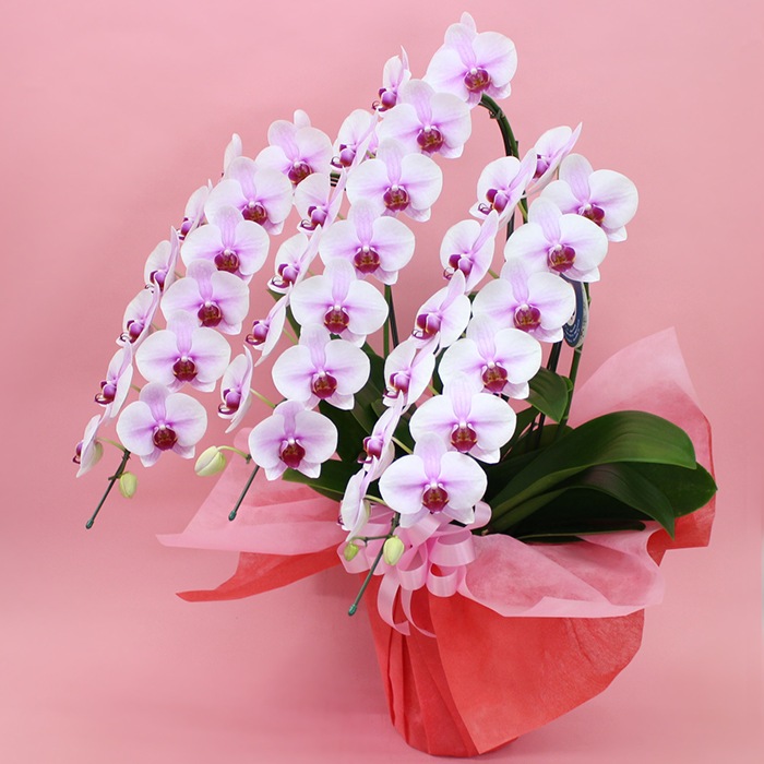 中輪胡蝶蘭「桜姫」デラックスタイプ 3本立ち(現在つぼみ多め)